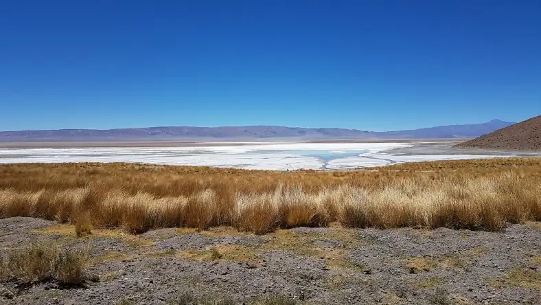 Salt flat with dry golden grass, white salar and low mountain horizon